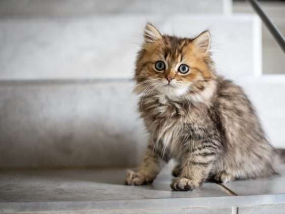 INFOCAT 4ª Edición 15 Gato