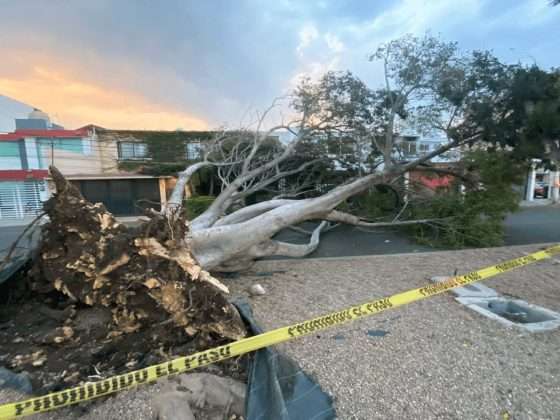 Fuertes vientos tiran árboles en Querétaro 15 Querétaro