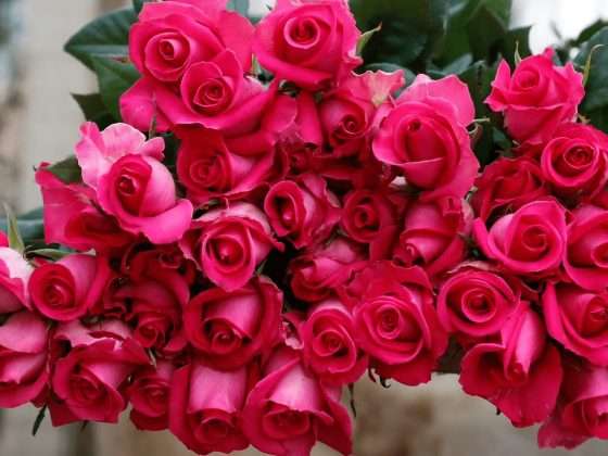 ¡No te pierdas la Feria de las Flores en Jardín Guerrero! 17 FLORES 5.58.20