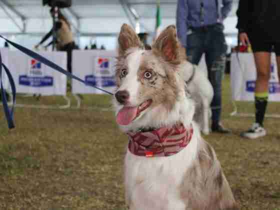 Regresa a Querétaro la Expo Canina Internacional 13 Querétaro